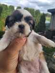 Shih tzu chłopaki gotowe do odbioru