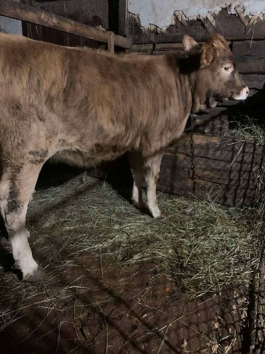 Продам телику ціна договірна