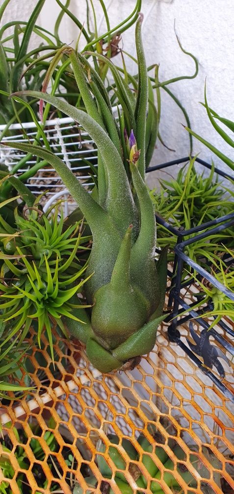 Plantas Aéreas várias.