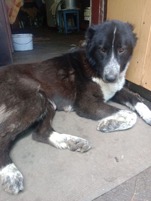 Продаем Щенков алабая