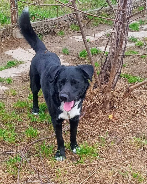 Oddam za darmo, do adopcji- Uroczy Ogonek szuka domu