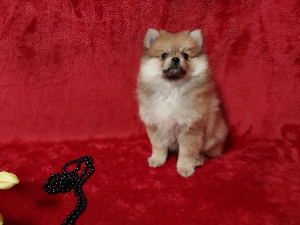 Pomeranian szpic miniaturowy- dziewcznka