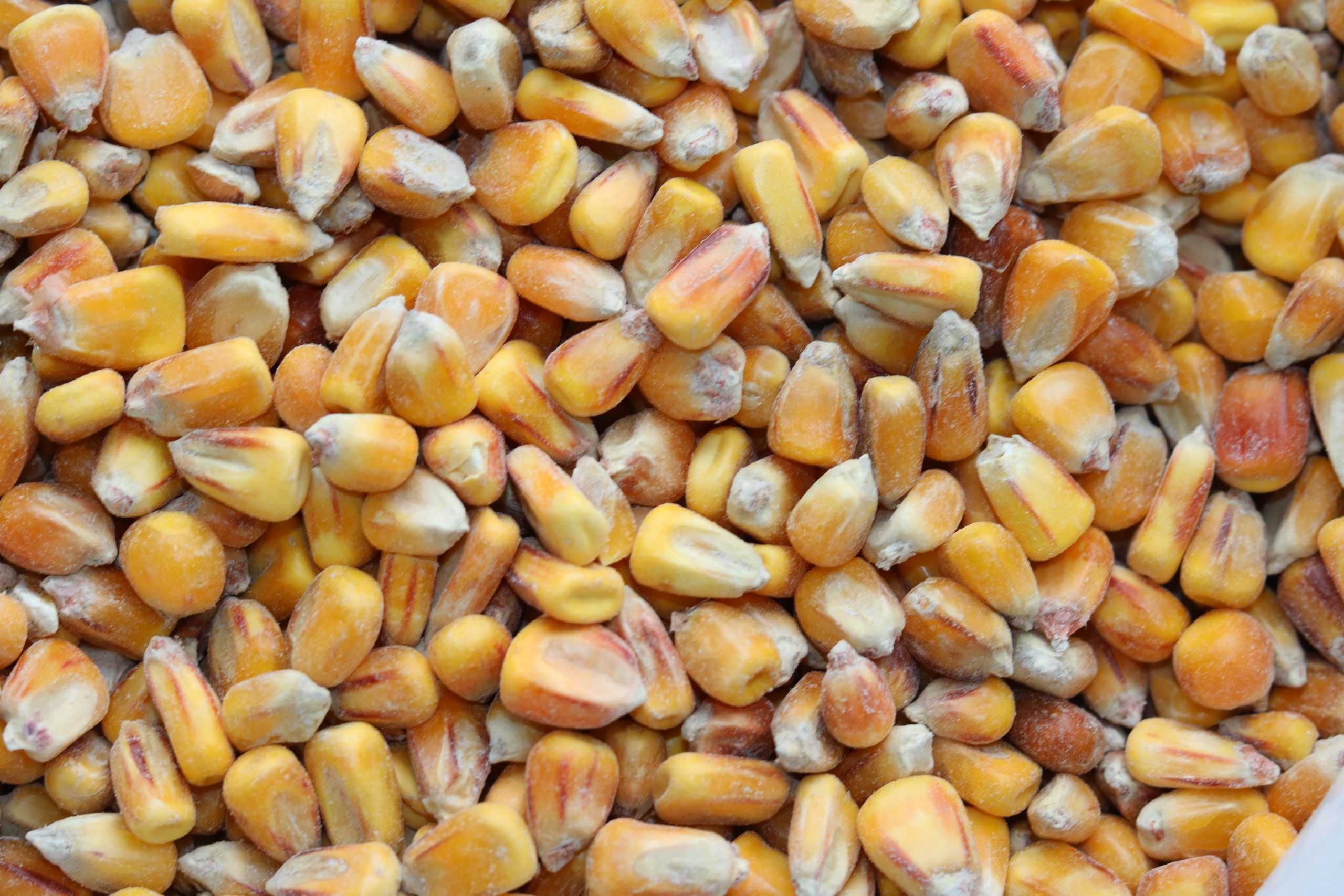 kukurydza sucha ziarno , transport , cena za tonę 800 zł