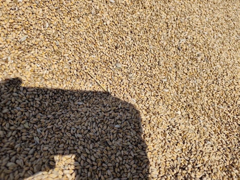Продам пшеницю врожаю 2025р