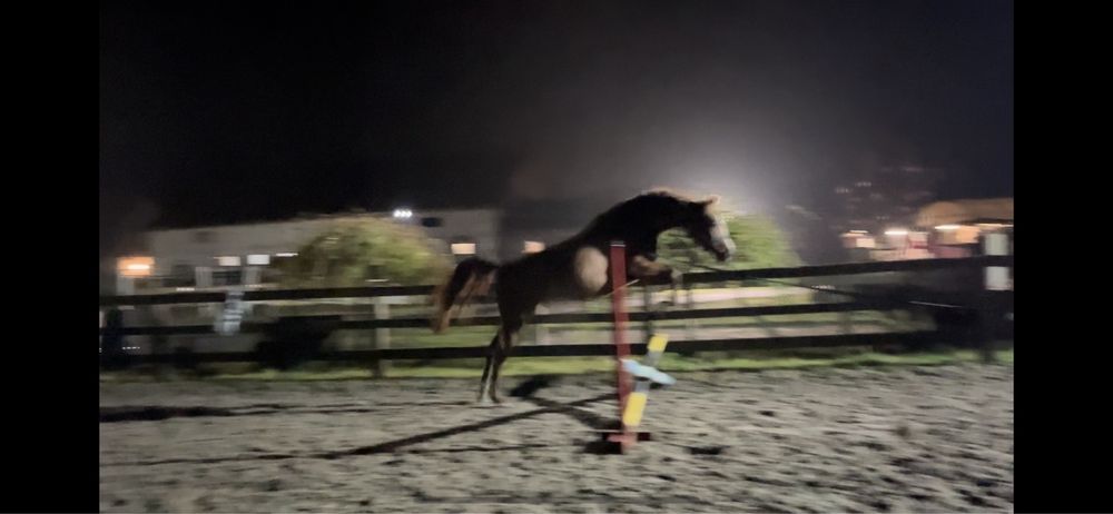 przyszlosciowy walach