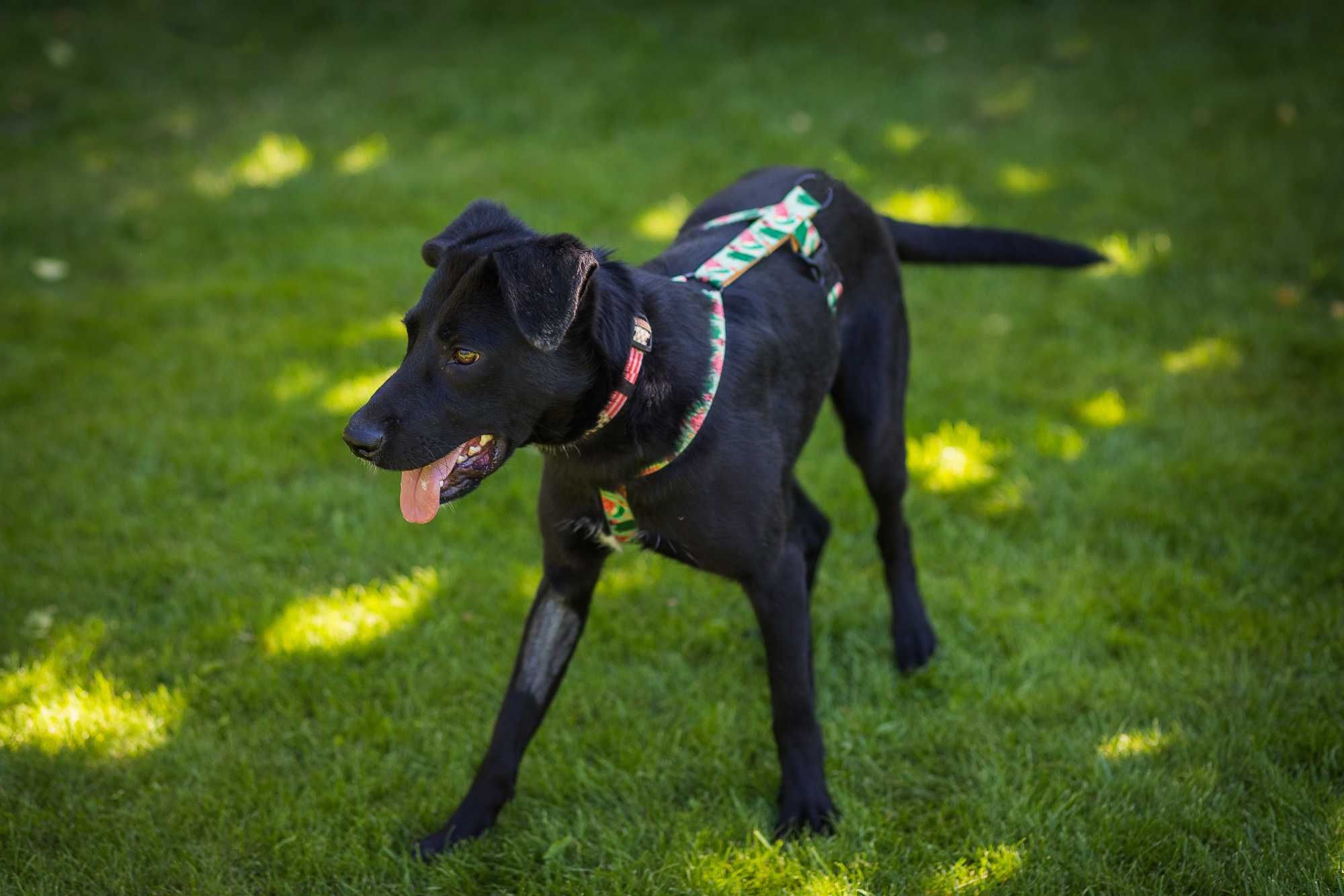 Przekochany 1,5 roczny czarny jak smoła psiak do adopcji