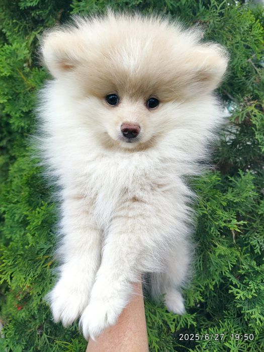 Шпицы мальчик и миниатюрная девочка