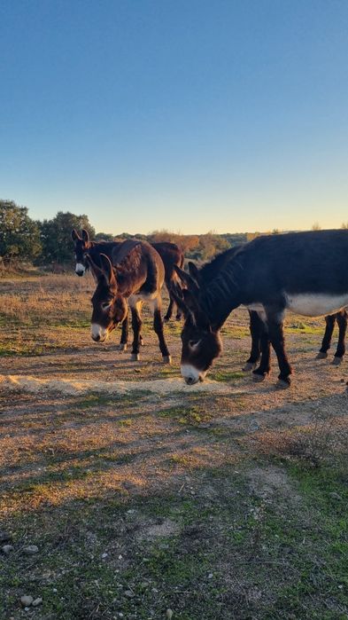 Burras de 5 e 6 anos   grandes