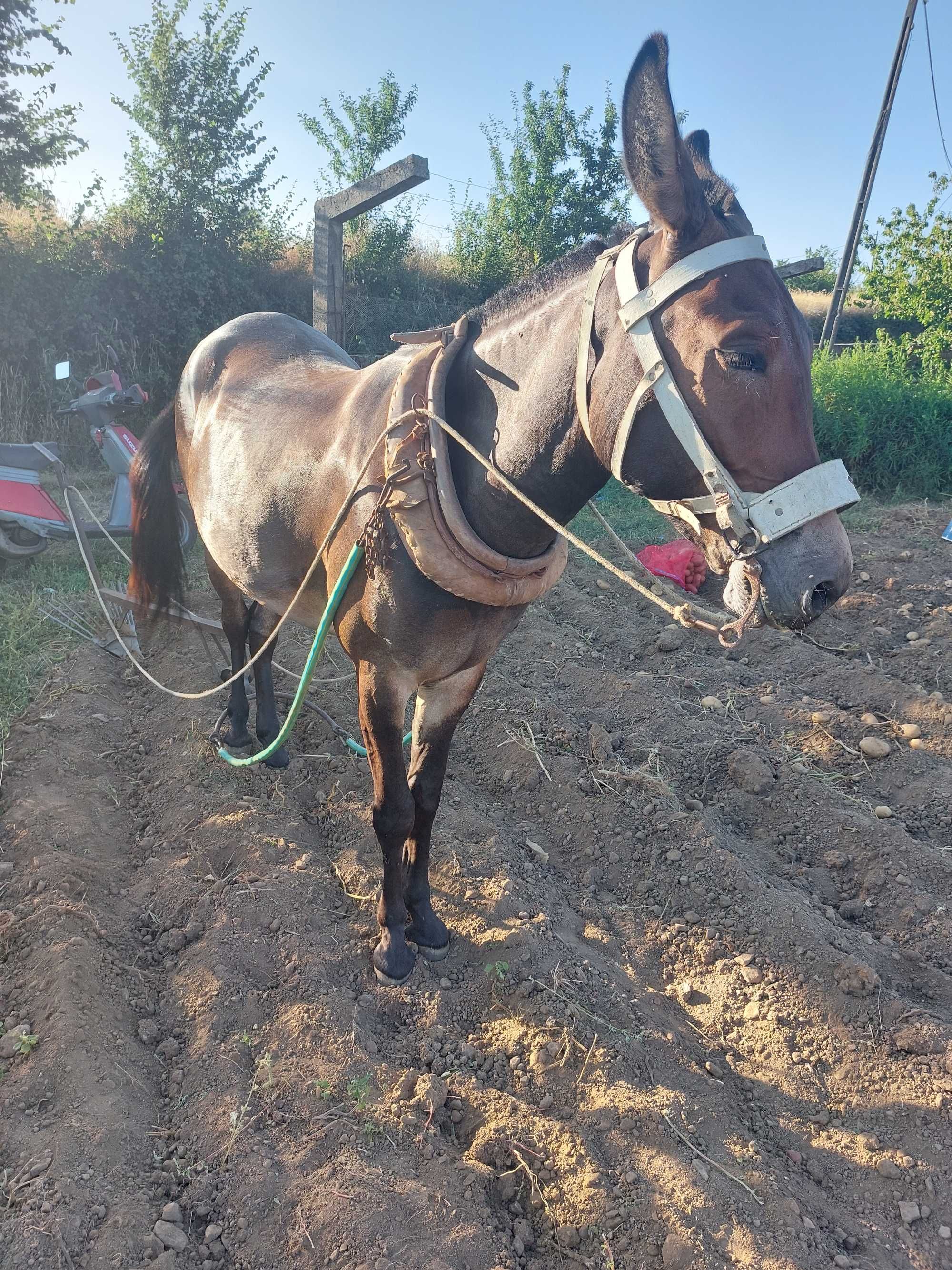 Macho a trabalhar