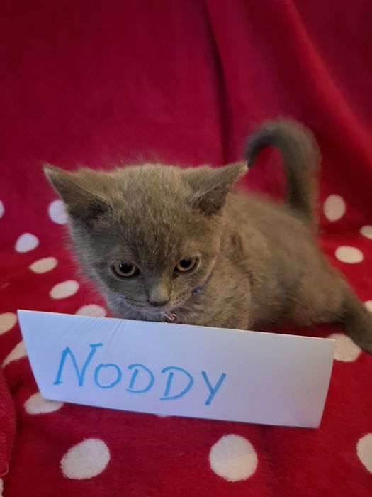 Koty brytyjskie niebieskie 5 pokoleniowy rodowód