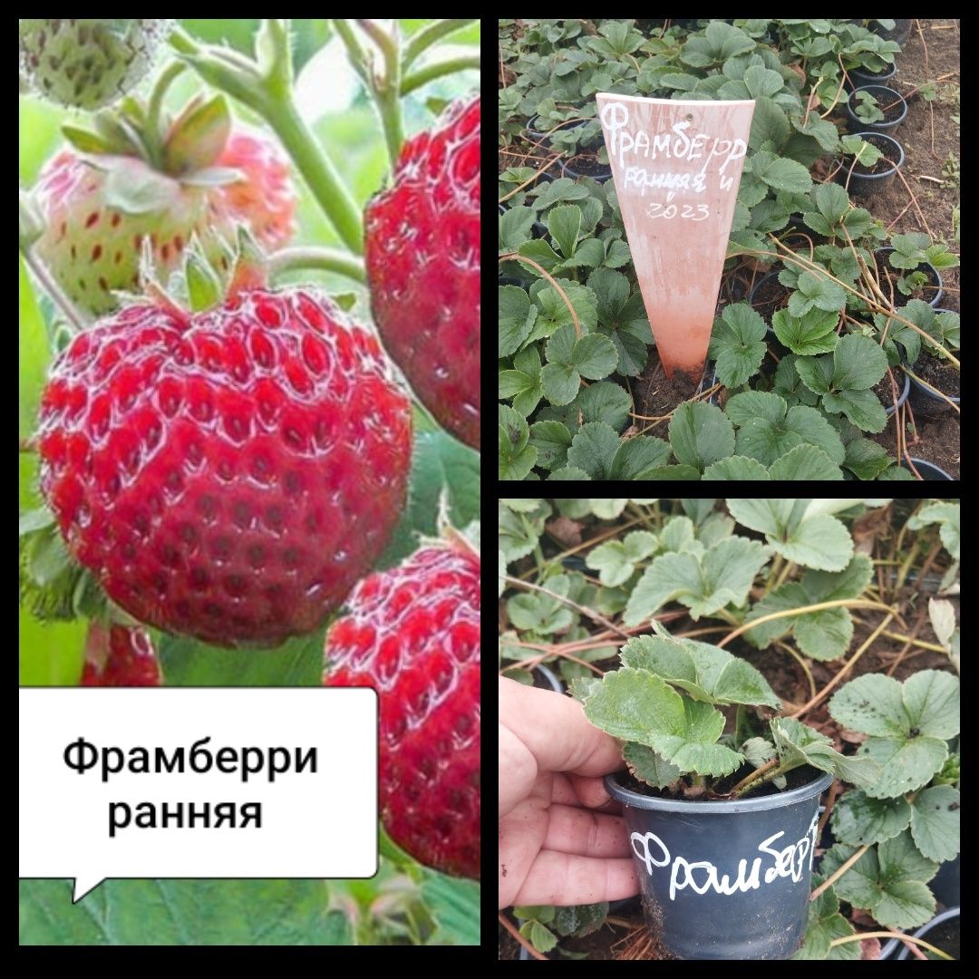 Клубника ранняя средняя поздняя ремонтантная