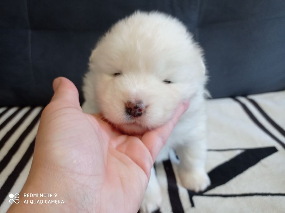 Samoyed na sprzedaz