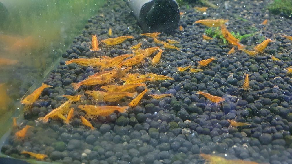 krewetki tangerine tiger cardina do krewetkarium woda RO