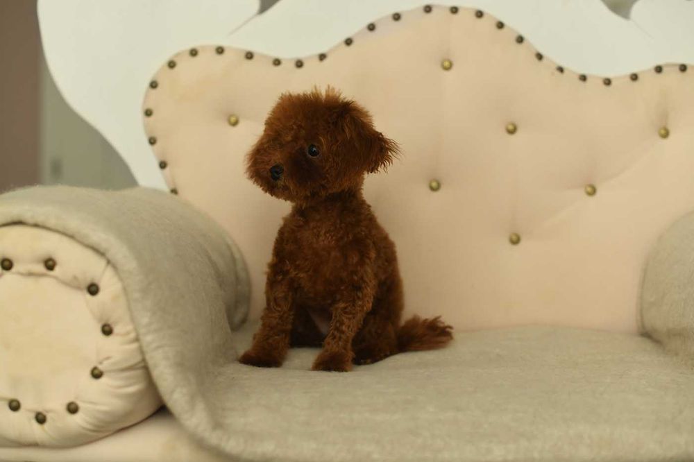 pudel toy-suczka xs teacup