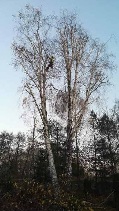 Wycinka, podcinka drzew, zwyżka, arborystyka, koszenie traw rębak