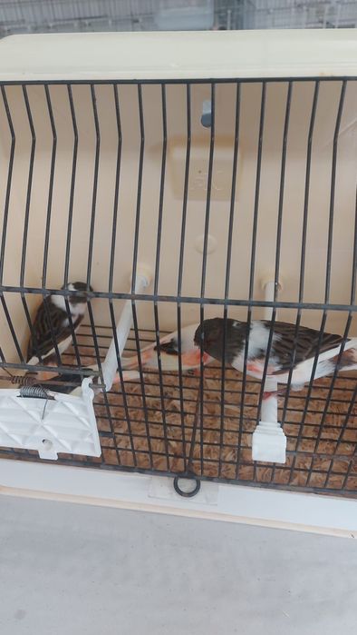 Vendo Arlequim português