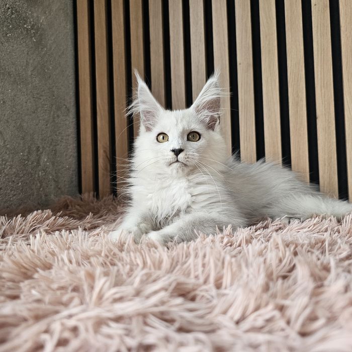 Kocurek Maine coon rodowód fpl hodowlany do hodowli
