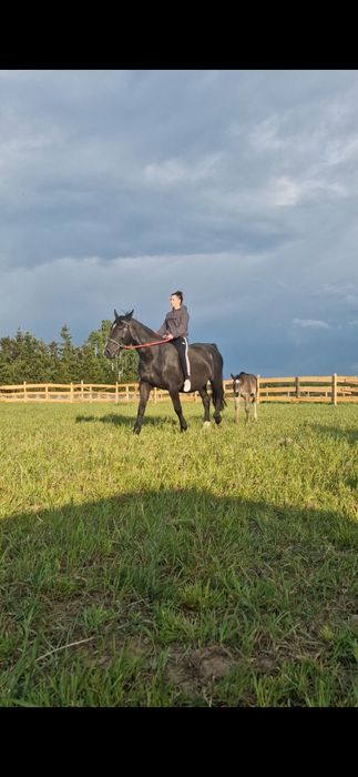 Sprzedam klacz  śląską