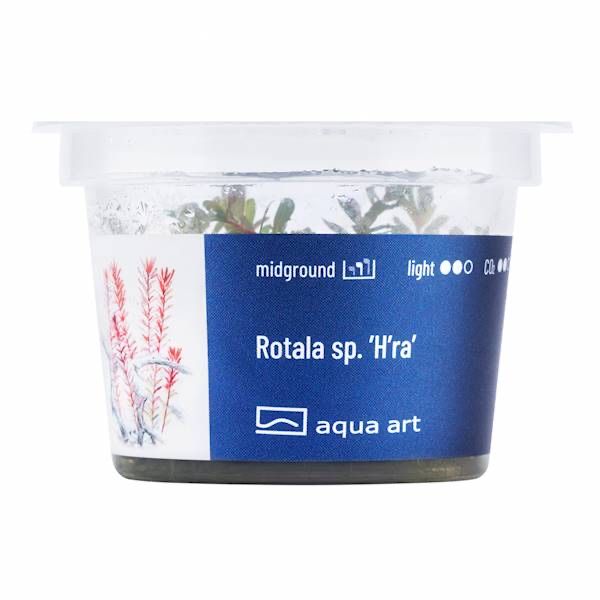 Rotala sp. H’ra invitro MASSON