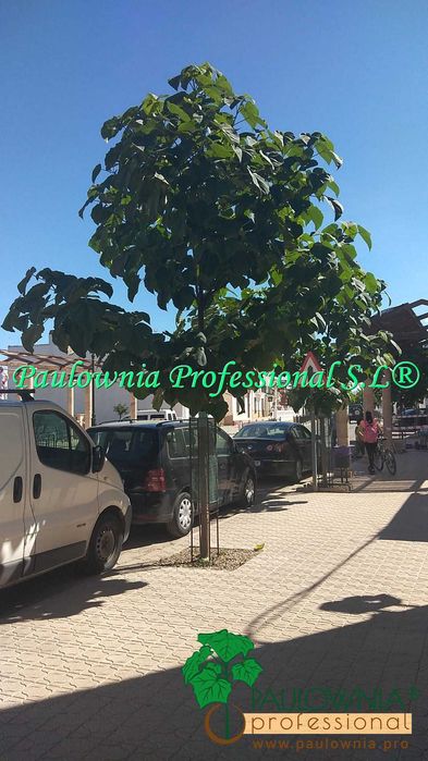 PAULOWNIA Elongata ÁRVORE para jardins, calçadas, avenidas, parques