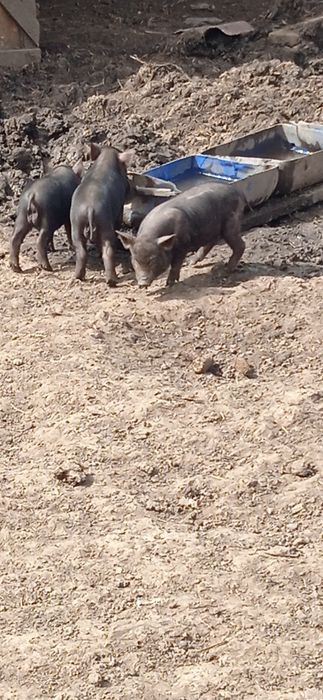 Продам в'єтнамські поросята