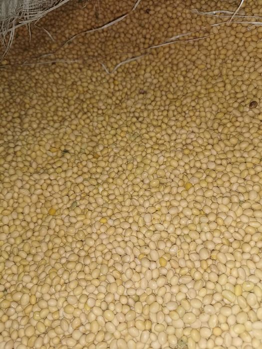 Soja Odmiana Adelfia Ceres