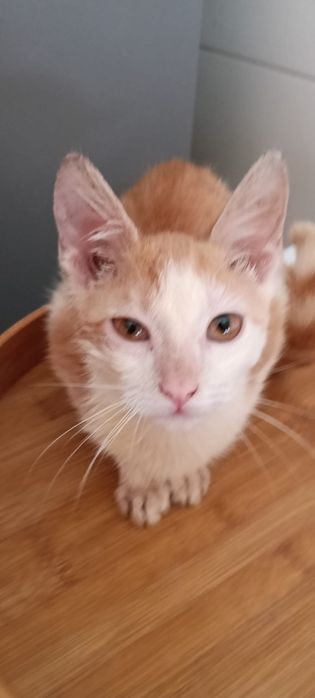 Gatinhos para adoção
