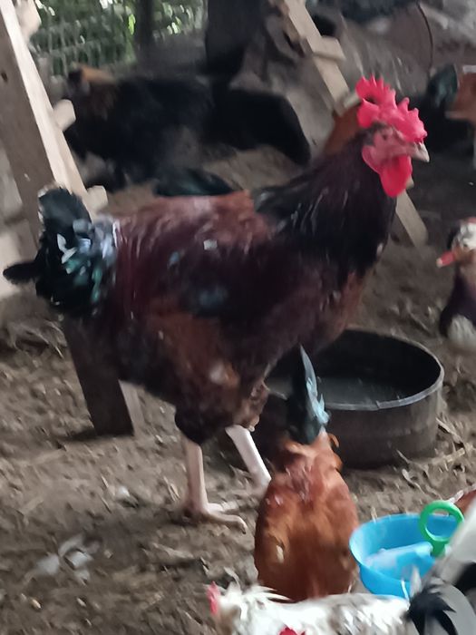 Кури мільфлер,пухові