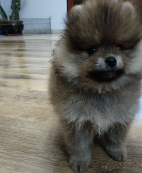 Szpic miniaturowy pomeranian rudy piesek