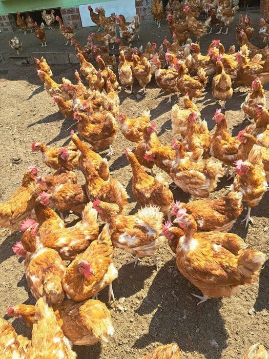 Kury Nioski Messa 1 zł do 45 zł