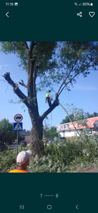 Wycinka drzew zrębkowanie rozbiórki