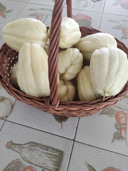 Chuchus/xuxus biológicos 3kg