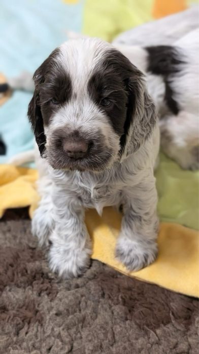 Cocker spaniel angielski ZKwP/ FCI