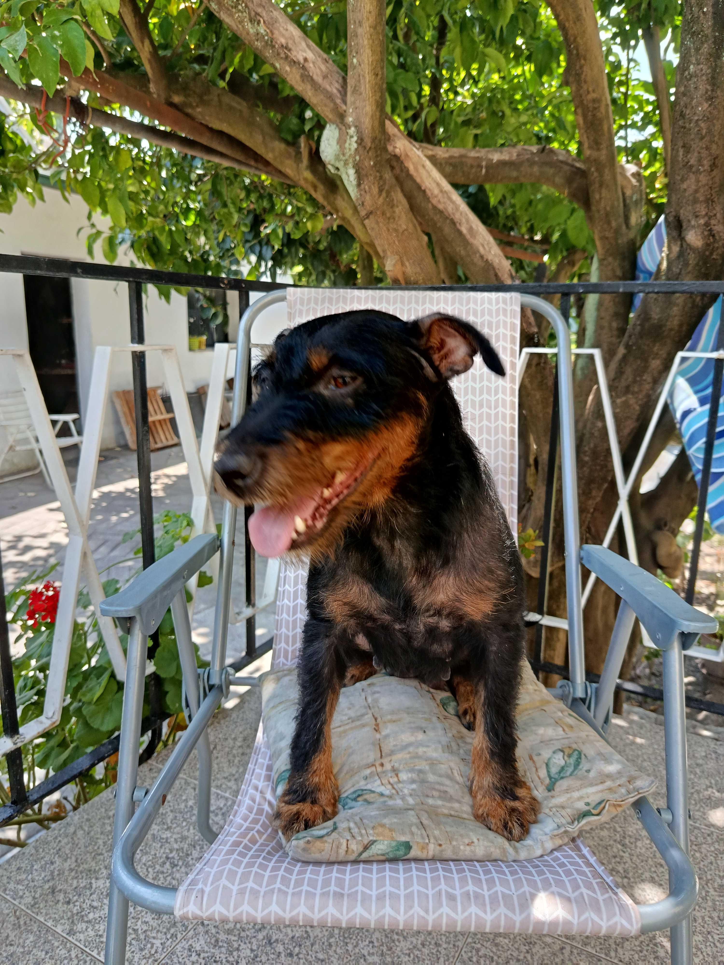 Cachorro Jagd Terrier