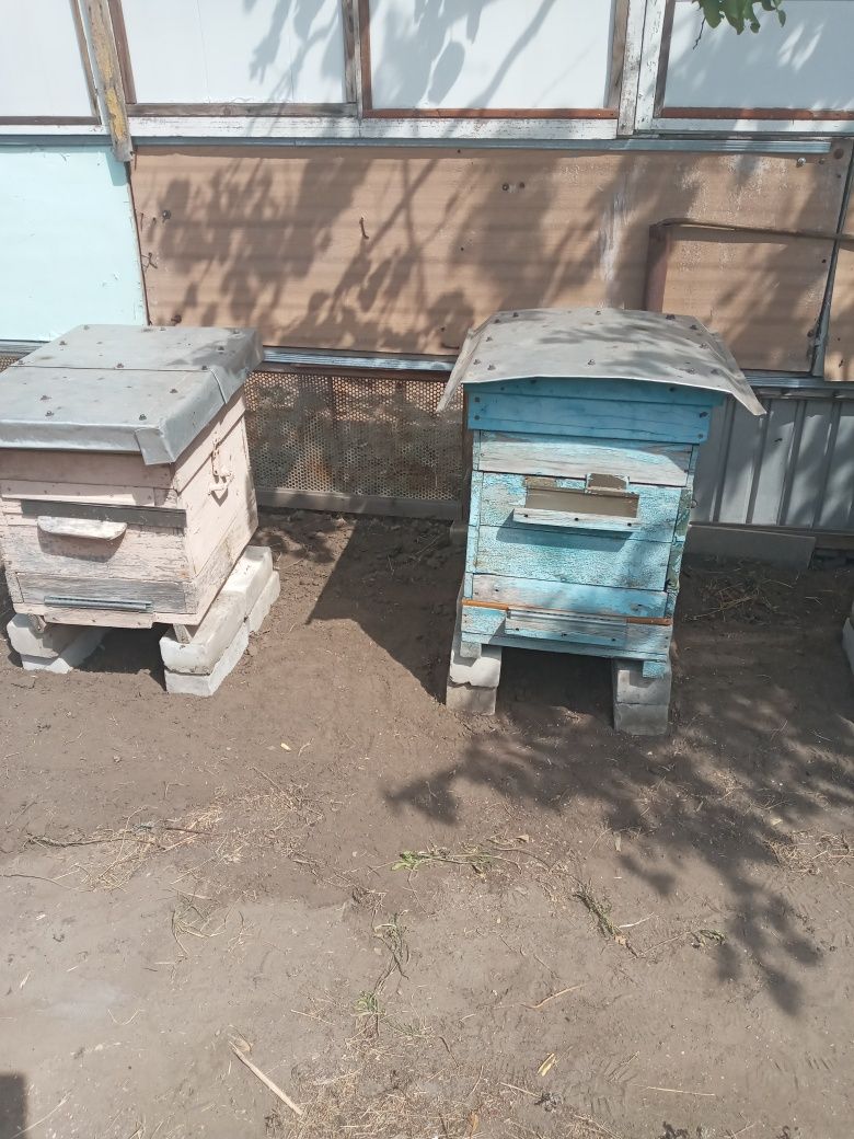 Продам пчелиные рамки