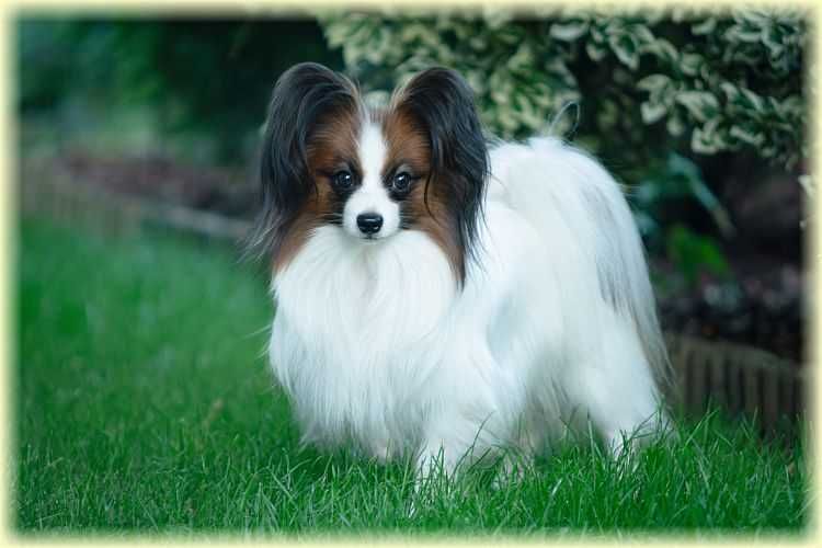 Spaniel kontynentalny miniaturowy papillon ZKwP/FCI