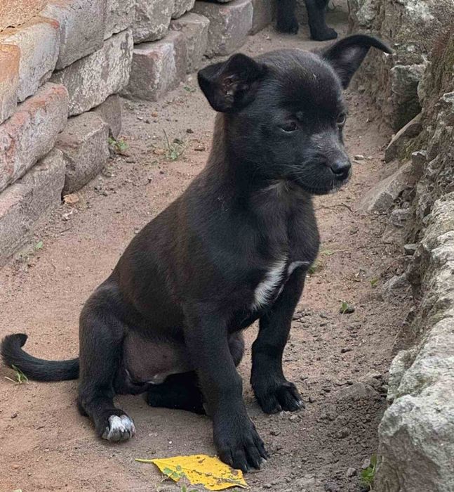 Маленькие щенки в добрые руки