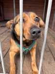Racuch do adopcji pies Kalisz Wrocław Łodz Poznan