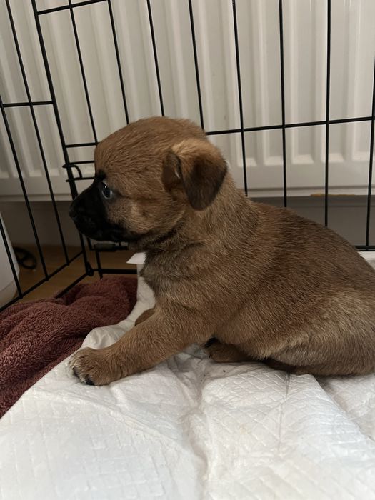 Szczeniaczek szuka domu