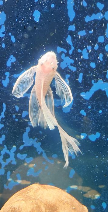 Glonojad zbrojnik L 144 snow white- Long Fin ( samiec młody)