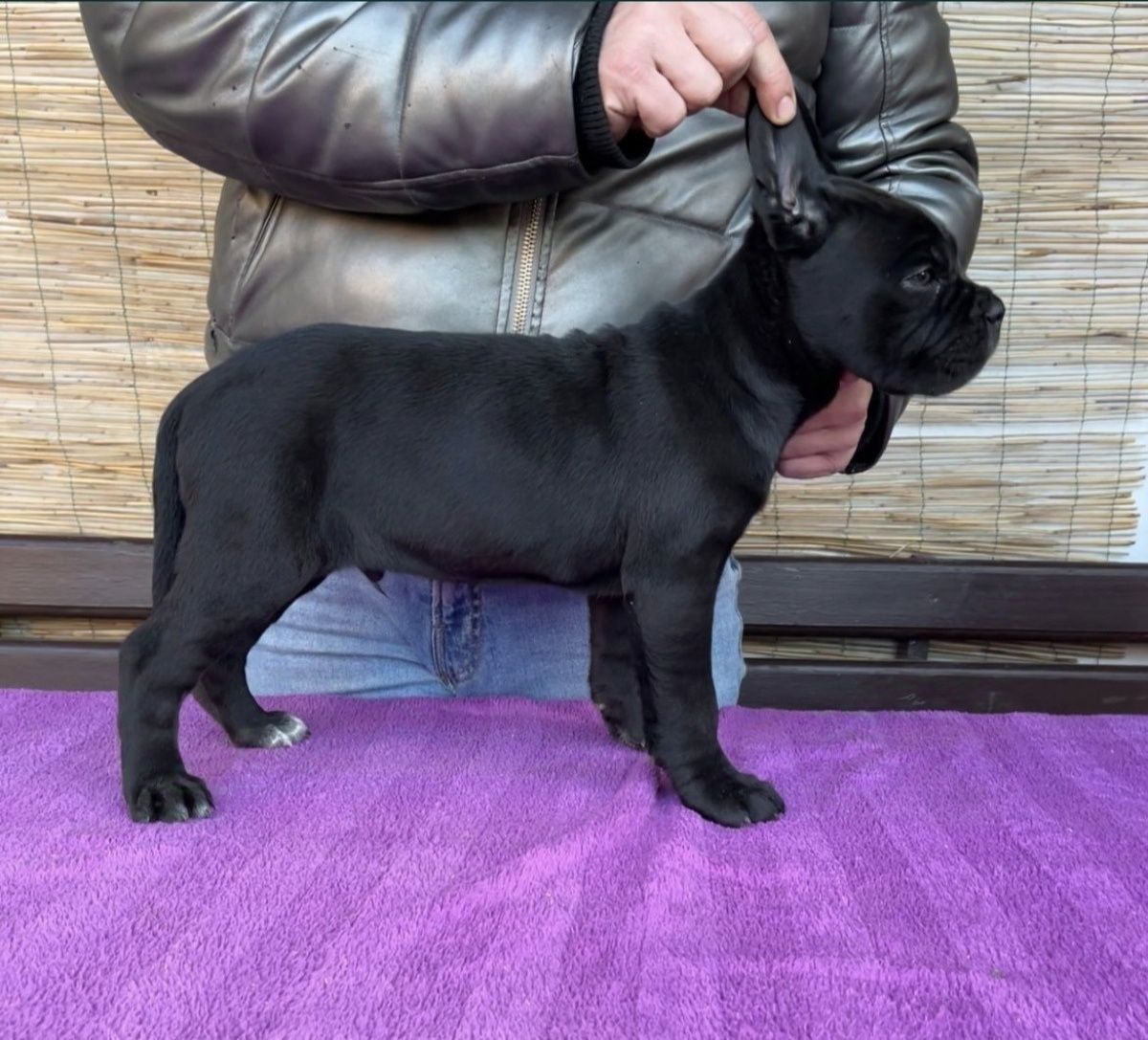Cane Corso mocny Pies