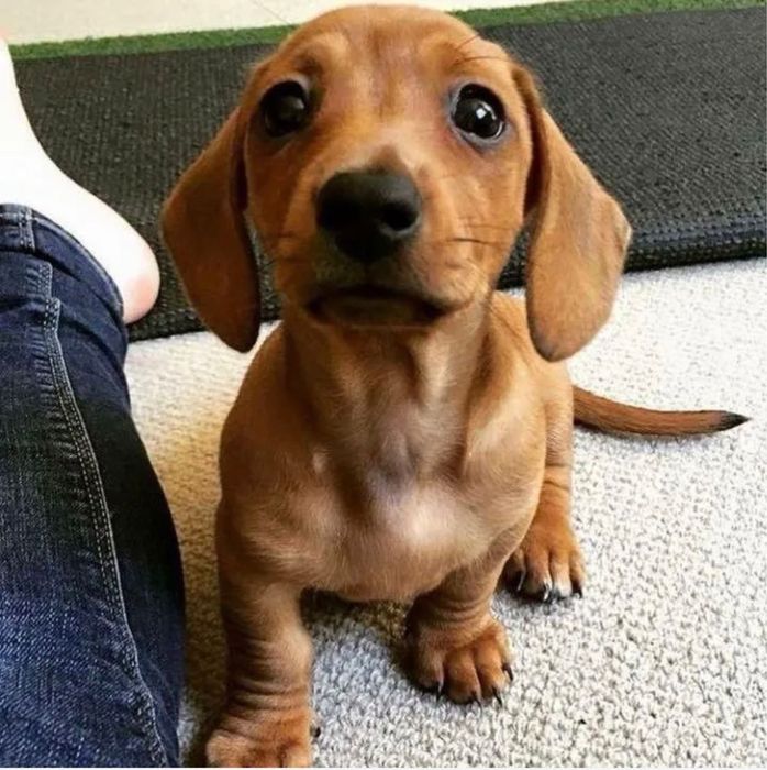 Teckel macho disponivel