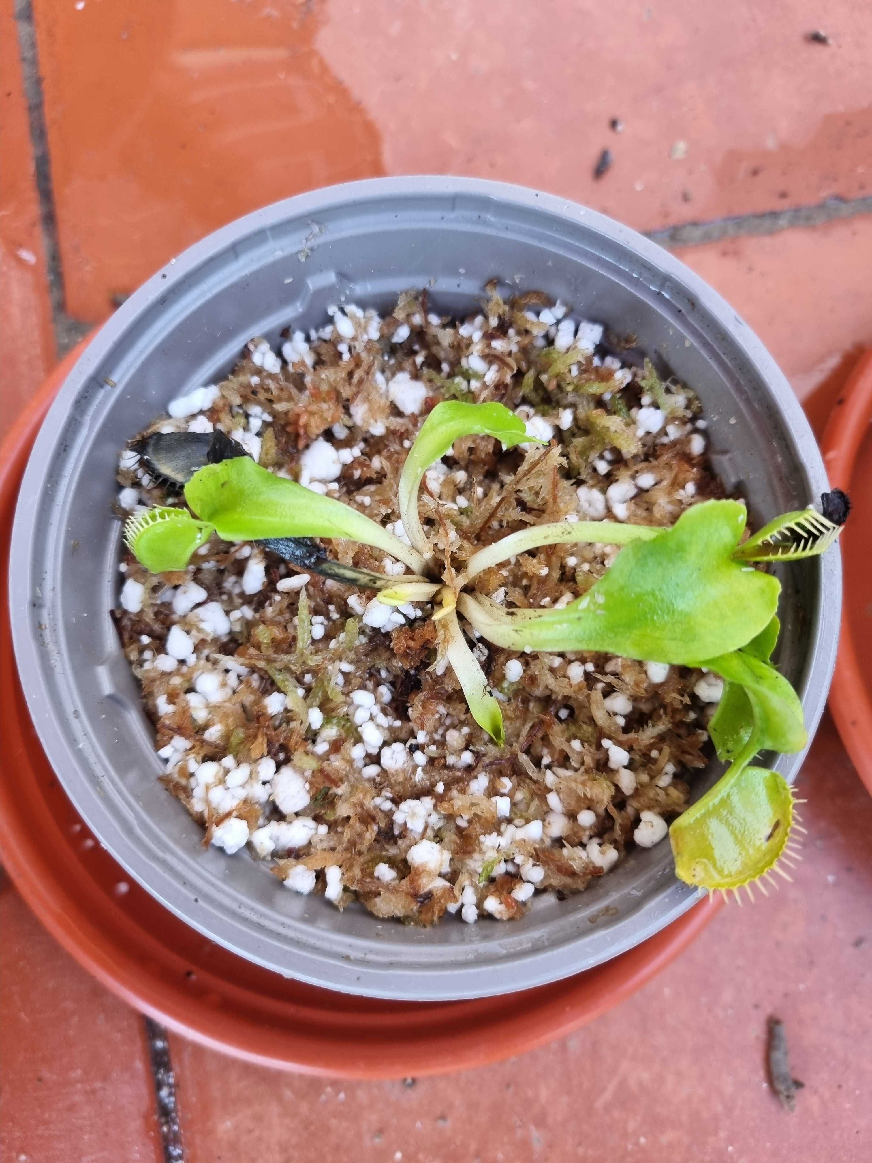 Vendo Dionea Muscipula