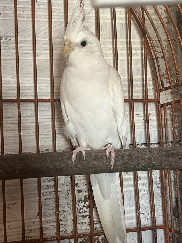 Caturra albina femea