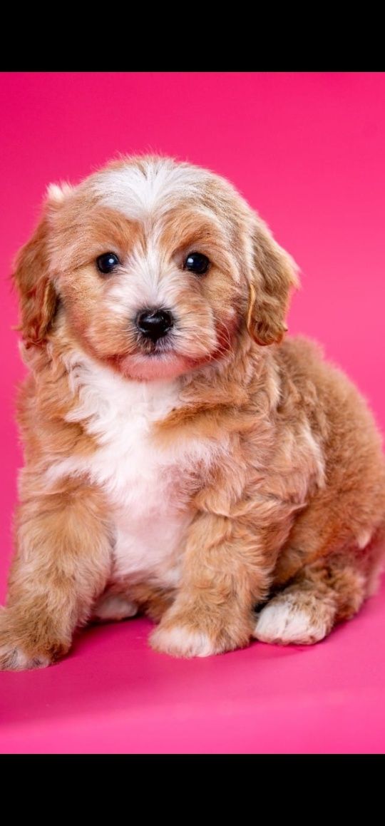 Maltipoo o zjawiskowej urodzie extra mini