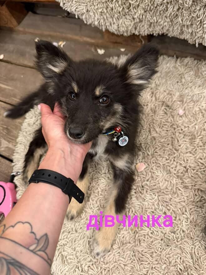 Цуценята Цуценята Цуценята