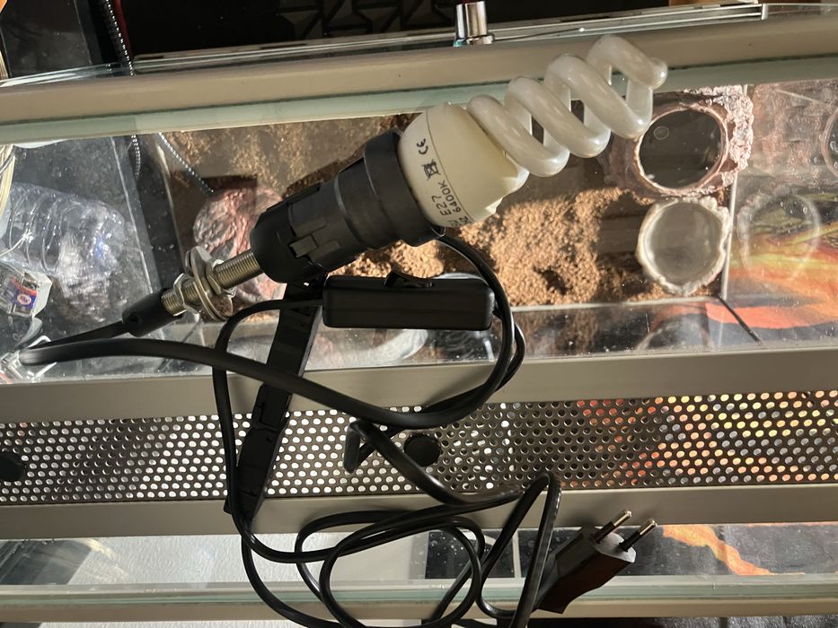 Terrario guecko tudo incluido