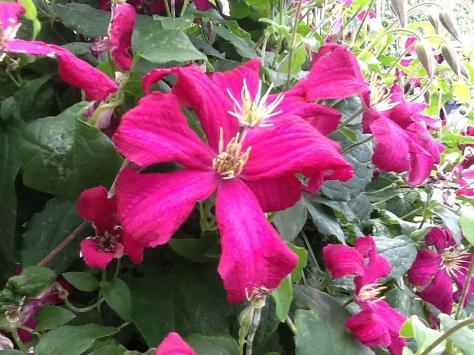 Клематис укоренненый отводок