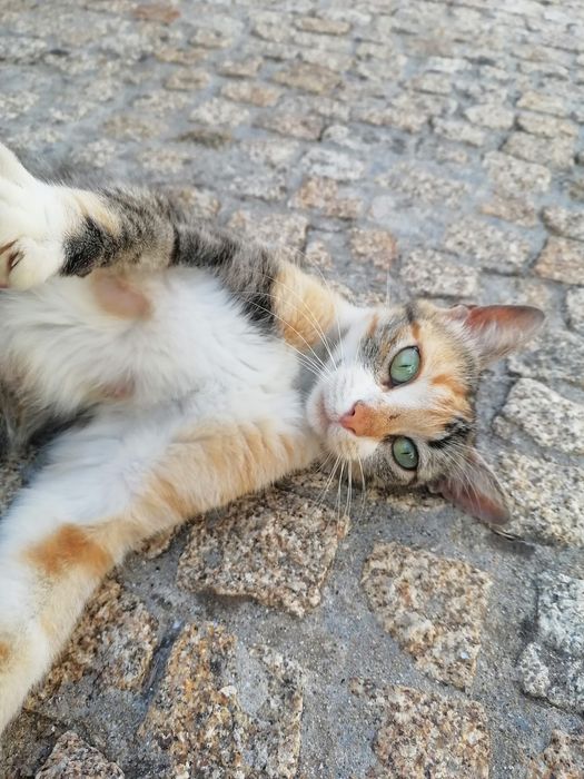 Gatinha adulta meiguinha para doar