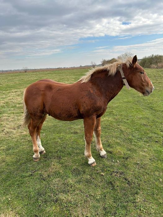 Продам лоша,7 місяців